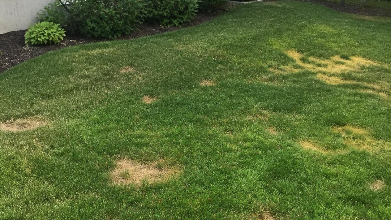 burned grass from dog poop