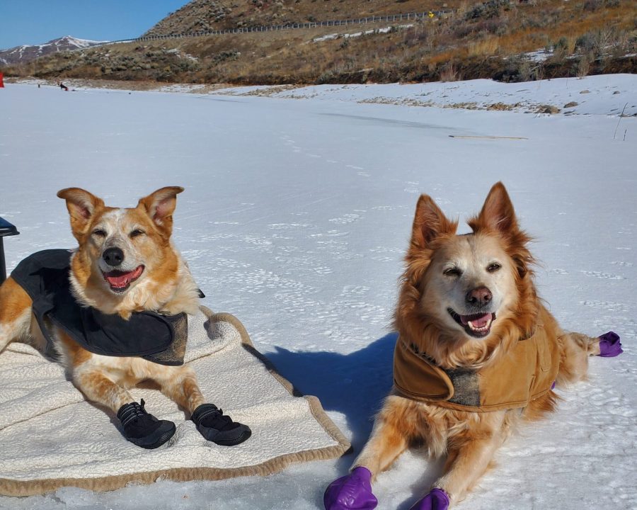 dogs at east canyon